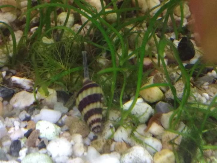 Anatome Helena, Dieren en Toebehoren, Vissen | Aquariumvissen, Zoetwatervis, Slak of Weekdier