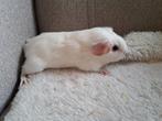 Wit beertje, Dieren en Toebehoren, Knaagdieren, September, Mannelijk, Cavia