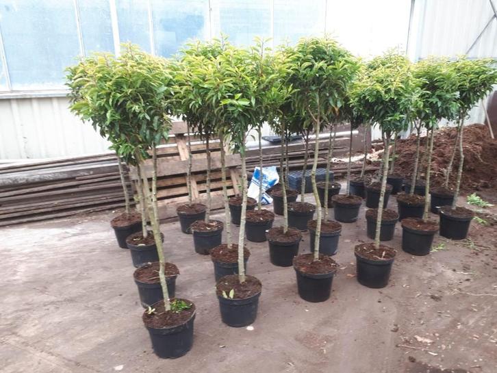 Portugese laurier bol op stam (Prunus lus. Angustifolia), Tuin en Terras, Planten | Tuinplanten, Vaste plant, Overige soorten