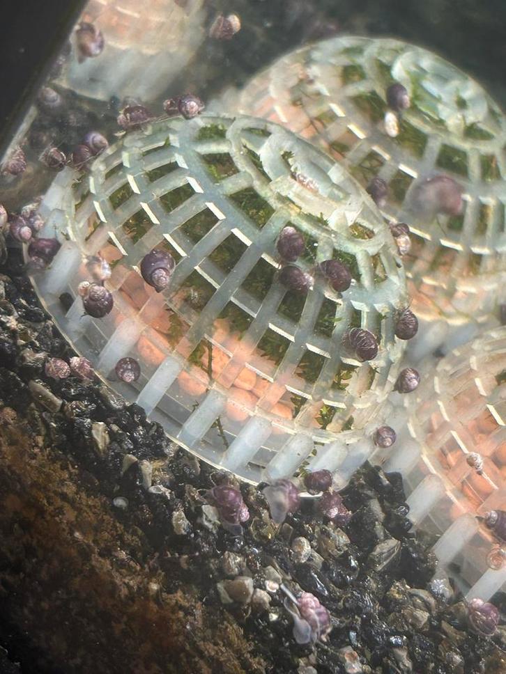 Paarse Appelslakken., Dieren en Toebehoren, Vissen | Aquariumvissen, Vis