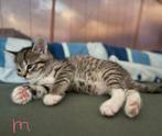 4 prachtige Cypers kittens, Dieren en Toebehoren, Katten en Kittens | Raskatten | Korthaar, Meerdere dieren, Ontwormd, 0 tot 2 jaar