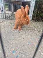 Konijn ram halfjaar, Dieren en Toebehoren, Konijnen, Mannelijk, Middelgroot, 0 tot 2 jaar