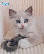 Ragdoll kittens met Stamboom️, Kater, Gechipt