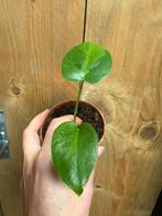 Monstera deliciosa variegata plant green gog mint large, Huis en Inrichting, Ophalen of Verzenden, Halfschaduw, Minder dan 100 cm