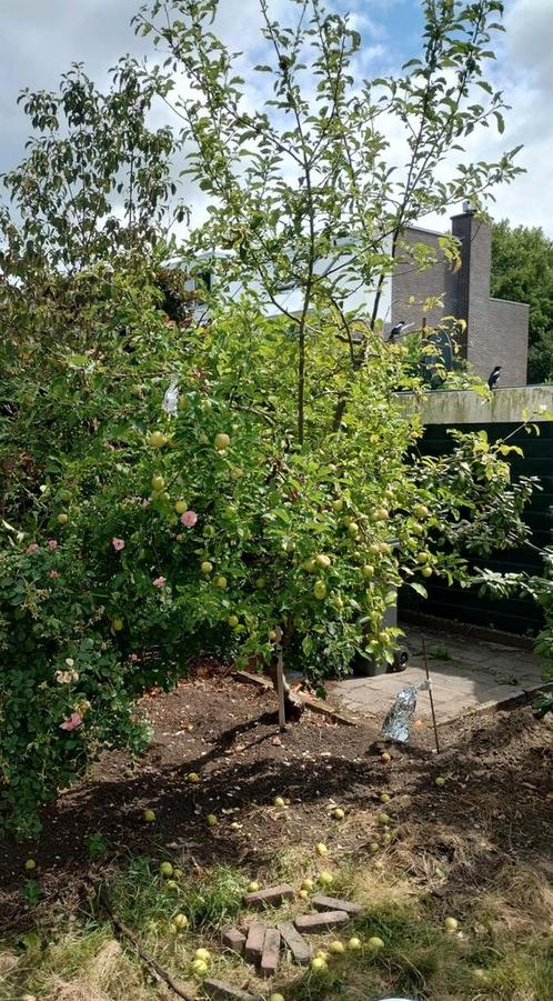 Wilde Appelboom - Jonge Boom, Tuin en Terras, Planten | Bomen, Overige soorten, 100 tot 250 cm, Volle zon, Lente, Ophalen