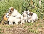 Ruwharige Jack Russell pups, Dieren en Toebehoren, Honden | Jack Russells en Terriërs, België, Particulier, Jack Russell Terriër