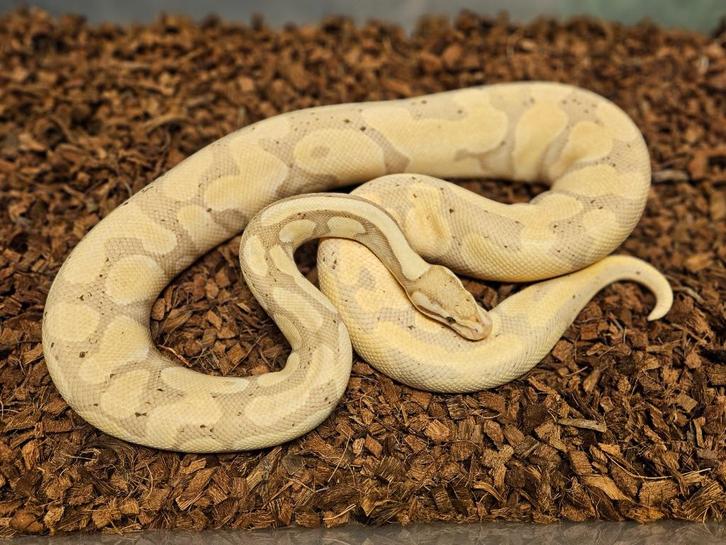 1.2 Clown Kweekgroep, Dieren en Toebehoren, Reptielen en Amfibieën, Slang, 3 tot 6 jaar