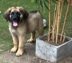 leonberger kruising pups nog 3 teefjes beschikbaar, 8 tot 15 weken, Teef, Groot, CDV (hondenziekte)