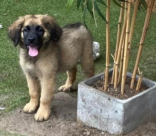 leonberger kruising pups nog 3 teefjes beschikbaar, Dieren en Toebehoren, Honden | Niet-rashonden, Groot, Teef, Particulier, Meerdere