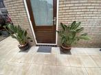 Twee strelitzias, Ophalen, Overige soorten, Volle zon