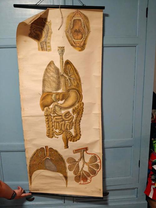 Anatomie poster EHBO, Antiek en Kunst, Antiek | Schoolplaten, Natuur en Biologie, Ophalen