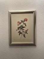 Pierre-Joseph Redouté - Rosa sepium flore submultiplici, Antiek en Kunst, Kunst | Schilderijen | Klassiek, Ophalen