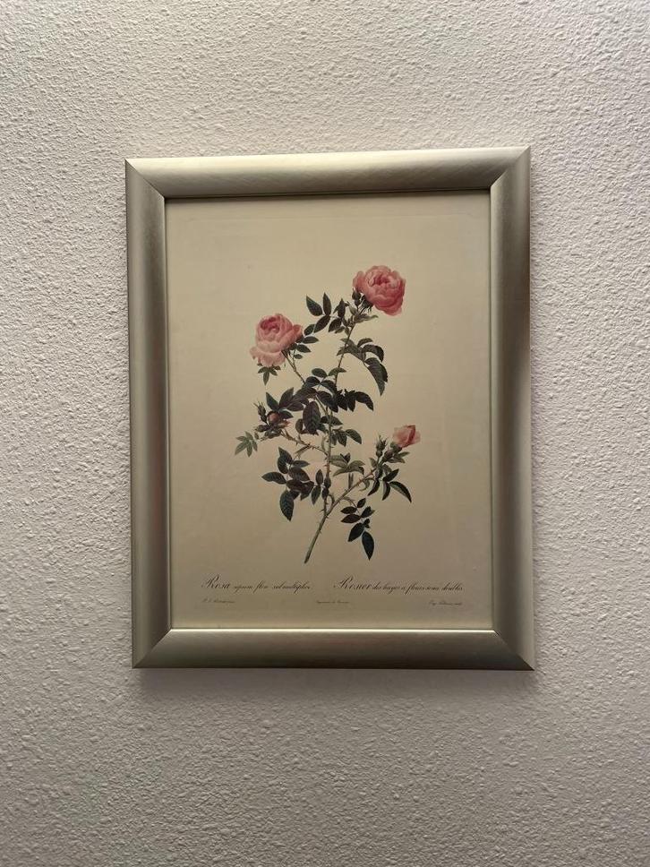 Pierre-Joseph Redouté - Rosa sepium flore submultiplici, Antiek en Kunst, Kunst | Schilderijen | Klassiek, Ophalen