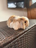 Lieve jonge Nederlands Hangoor Dwerg konijnthes te koop, Dieren en Toebehoren, Konijnen, Meerdere dieren, Dwerg, Hangoor, 0 tot 2 jaar