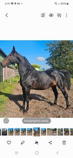 Te koop Mooie 5 jarige donkerbruine merrie, Dieren en Toebehoren, Paarden, Merrie, Springpaard, 3 tot 6 jaar, 165 tot 170 cm