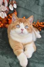 Evander – Red Ticked Blue-Eyed Bicolor British Shorthair Boy, Dieren en Toebehoren, Poes, Gechipt, 0 tot 2 jaar