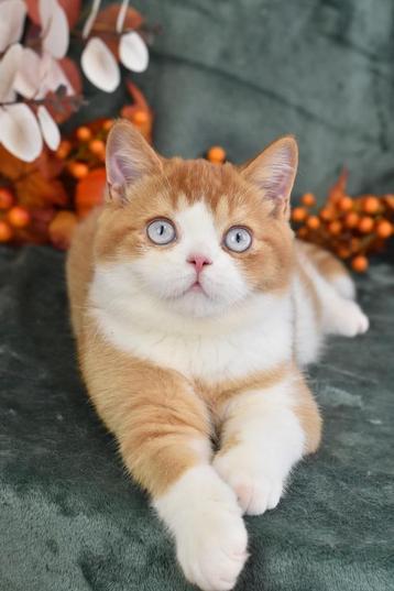 Evander – Red Ticked Blue-Eyed Bicolor British Shorthair Boy beschikbaar voor biedingen