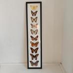 Lucky Vintage lijst met opgezette vlinders, Huis en Inrichting, Gebruikt, Vlinders, Ophalen of Verzenden, Vintage