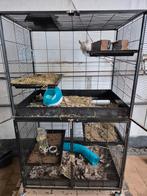 Chinchilla mannen met kooi, Dieren en Toebehoren, Chinchilla, Mannelijk, Januari, Tam