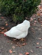 Twee wit Barneveld hennen, Dieren en Toebehoren, Pluimvee