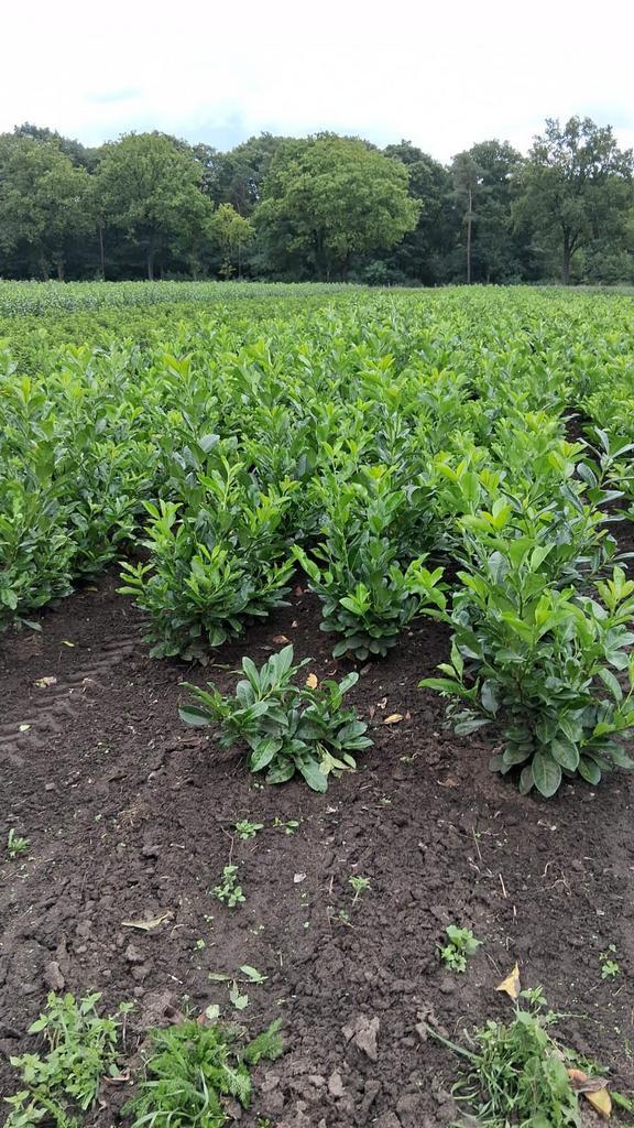 Laurier Prunus Rotundifolia 80-100cm 100-120cm laurierkers, Tuin en Terras, Planten | Struiken en Hagen, Struik, Laurier, 100 tot 250 cm