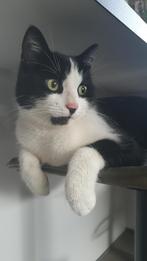 Kater, Dieren en Toebehoren, Katten en Kittens | Overige Katten, Kater