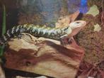 Blauwtong skink schitterend exemplaar, Dieren en Toebehoren, Hagedis, Met terrarium, 3 tot 6 jaar