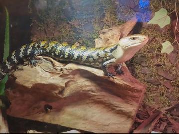 Blauwtong skink schitterend exemplaar beschikbaar voor biedingen