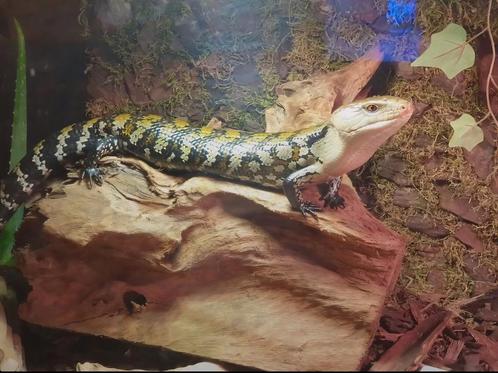 Blauwtong skink schitterend exemplaar, Dieren en Toebehoren, Reptielen en Amfibieën, Hagedis, 3 tot 6 jaar, Met terrarium, Tam