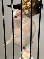 Japanse meeuwen ino crème, Dieren en Toebehoren, Vogels | Overige Vogels, Meerdere dieren, Tropenvogel, Geringd