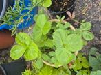 Verschillende onbekende rassen aardbeien planten, Tuin en Terras, Ophalen, Zomer, Volle zon