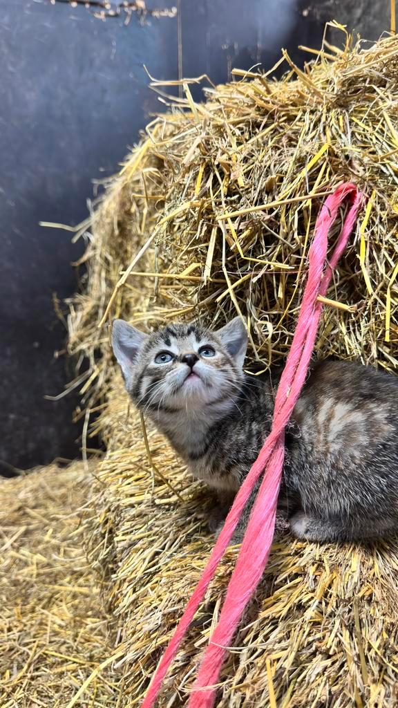 Super sociale boerderijkittens zoeken liefdevol thuis, Dieren en Toebehoren, Katten en Kittens | Overige Katten, Kortharig, Meerdere dieren