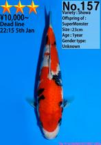 Dainichi HQ koi karper | Koikarpers  | Tosai vissen, Karper of Koi