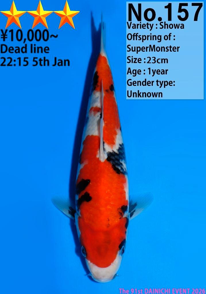 Dainichi HQ koi karper | Koikarpers  | Tosai vissen, Dieren en Toebehoren, Vissen | Vijvervissen, Karper of Koi