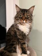 Main coon kater 6 jaar oud, Dieren en Toebehoren, Katten en Kittens | Raskatten | Langhaar, Kater, Gechipt, 6 jaar of ouder