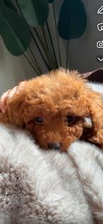Toy poedel rood/bruin, Poedel, Reu, 8 tot 15 weken, Parvo