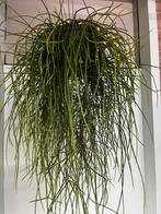 Rhipsalis floccosa, Ophalen of Verzenden, Halfschaduw, Minder dan 100 cm