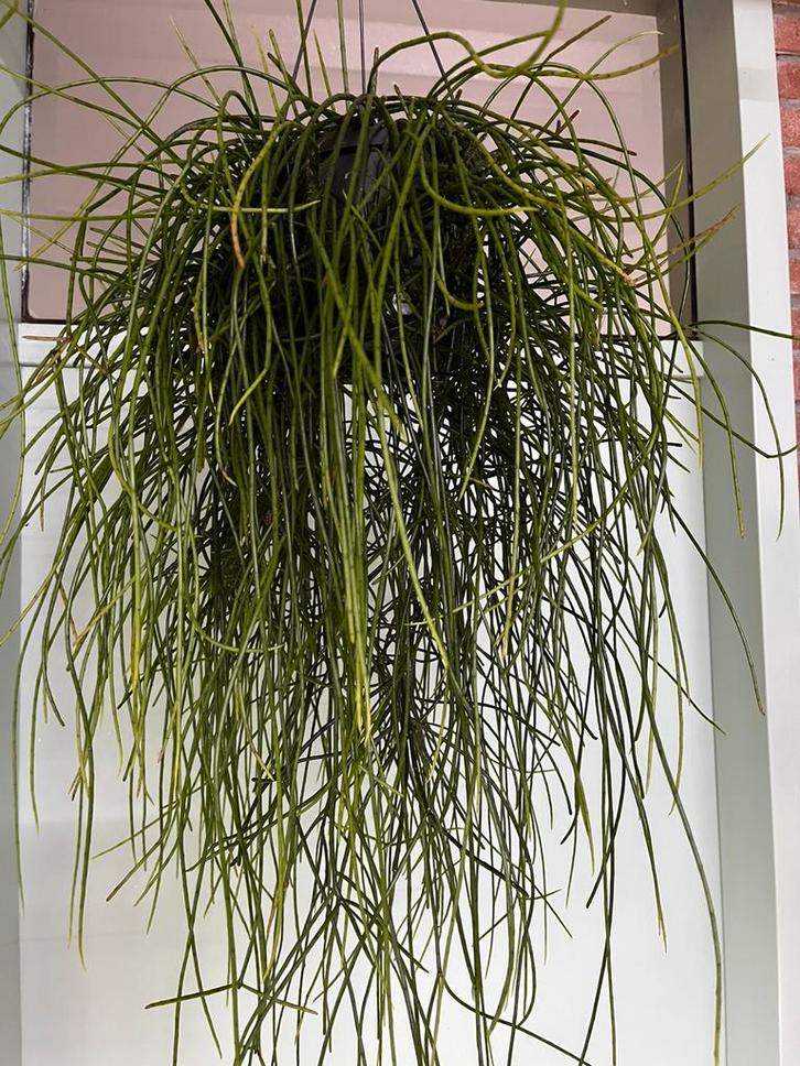 Rhipsalis floccosa, Huis en Inrichting, Kamerplanten, Minder dan 100 cm, Halfschaduw, Ophalen of Verzenden