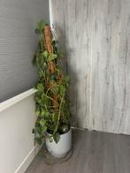Kamerplant, Huis en Inrichting, Kamerplanten, Groene kamerplant, Ophalen, Overige soorten, 100 tot 150 cm