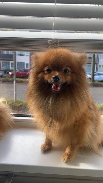 Pet Aupair beschikbaar voor biedingen