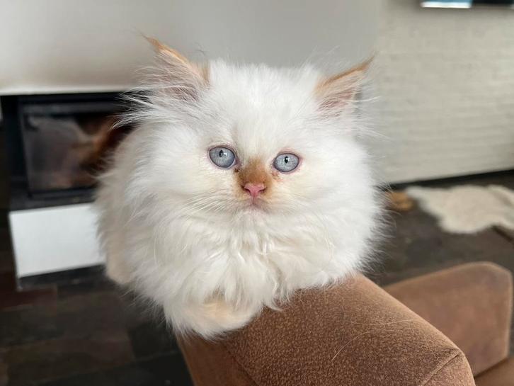 Wegens stopzetting hobby ,katten te koop, Dieren en Toebehoren, Katten en Kittens | Raskatten | Langhaar, Meerdere dieren, 0 tot 2 jaar