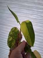 Philodendron domesticum variegata kopstek, Huis en Inrichting, Ophalen of Verzenden, Overige soorten, Minder dan 100 cm
