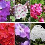 Phlox paniculata (Vlambloem), Overige soorten, Volle zon, Vaste plant, Ophalen of Verzenden