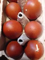 Broedeieren van de marans kippen een euro per stuk, Dieren en Toebehoren, Pluimvee