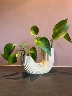 Pothos plant with designed pot, Huis en Inrichting, Kamerplanten, Ophalen of Verzenden, Overige soorten, Minder dan 100 cm