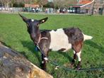 Bonte melkgeit CL en CAE vrij, Dieren en Toebehoren, Vrouwelijk, 0 tot 2 jaar, Geit