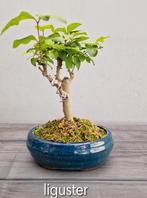 Liguster bonsai in keramiek schaaltje, Tuin en Terras, Planten | Bomen, Ophalen, Volle zon, Overige soorten, Minder dan 100 cm