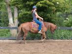 Te koop aangeboden Quarter horse merrie, Dieren en Toebehoren, Merrie, Minder dan 160 cm, 3 tot 6 jaar, Recreatiepaard