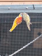Koppel splendit parkieten, Dieren en Toebehoren, Vogels | Parkieten en Papegaaien, Meerdere dieren, Parkiet