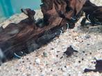 L181, peppermint pleco, algeneter, ancistrus, Vis, Zoetwatervis